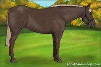 Horse Color:Liver Chestnut 