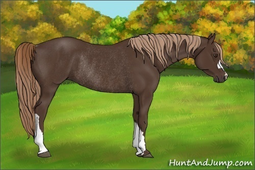 Horse Color:Unknown 