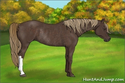 Horse Color:Liver Chestnut Rabicano 