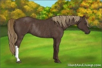 Horse Color:Liver Chestnut Rabicano 