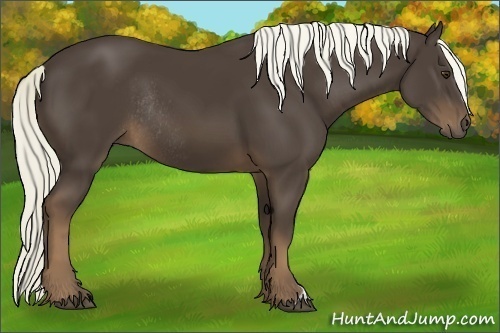 Horse Color:Liver Chestnut Rabicano