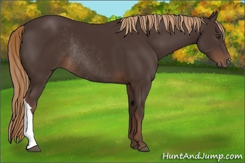Horse Color:Liver Chestnut Rabicano