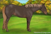 Horse Color:Liver Chestnut Rabicano 