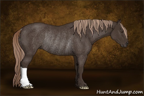 Horse Color:Liver Chestnut Rabicano 