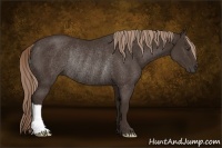 Horse Color:Liver Chestnut Rabicano 