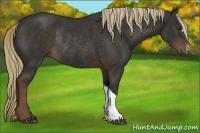 Horse Color:Liver Chestnut Rabicano 