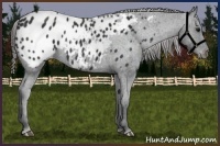 Horse Color:Black Appaloosa Rabicano 