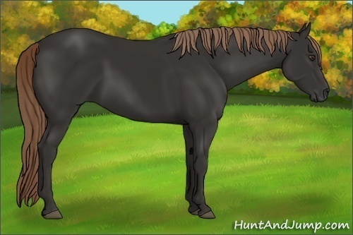 Horse Color:Liver Chestnut Rabicano 
