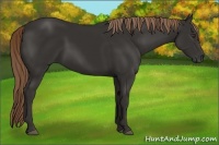 Horse Color:Liver Chestnut Rabicano 
