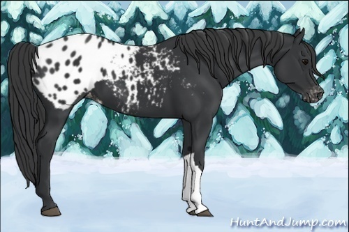 Horse Color:Black Appaloosa 