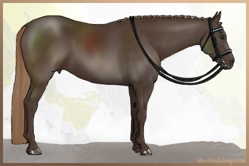 Horse Color:Liver Chestnut Rabicano 