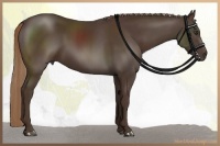 Horse Color:Liver Chestnut Rabicano 