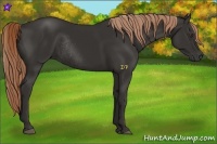 Horse Color:Liver Chestnut Rabicano 
