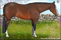 Horse Color:Bay Sabino 