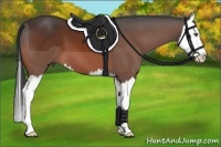 Horse Color:Bay Sabino Splash 