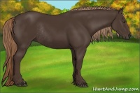 Horse Color:Liver Chestnut Rabicano
