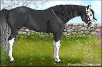 Horse Color:Black Splash