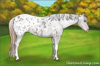 Horse Color:Liver Chestnut Tobiano Appaloosa Rabicano