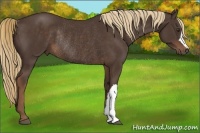 Horse Color:Liver Chestnut Rabicano 