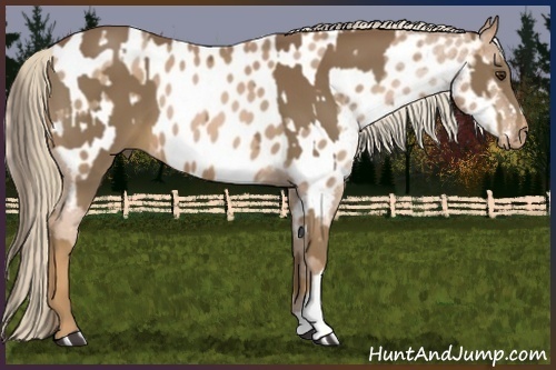 Horse Color:Chocolate Palomino  and Liver Chestnut Pearl Appaloosa 