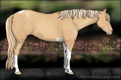 Horse Color:Gold Champagne Tobiano 