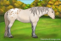 Horse Color:Buckskin Appaloosa