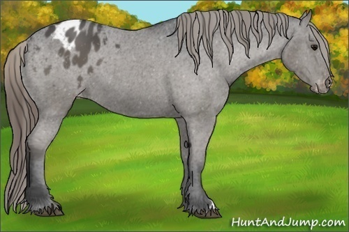 Horse Color:Smoky Black Appaloosa 