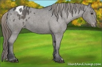 Horse Color:Smoky Black Appaloosa 