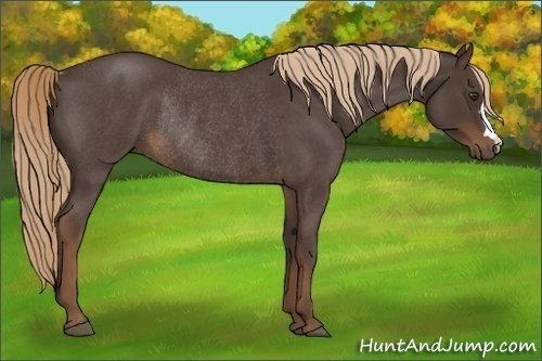 Horse Color:Liver Red Roan Rabicano 