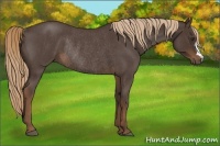 Horse Color:Liver Red Roan Rabicano 