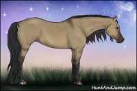 Horse Color:Brown Dun 