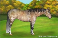 Horse Color:Buckskin Dun Splash and Buckskin Rabicano