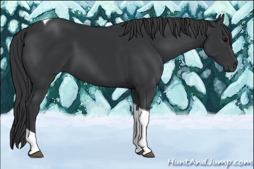 Horse Color:Black Tobiano 