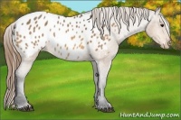 Horse Color:Buckskin Blanket 