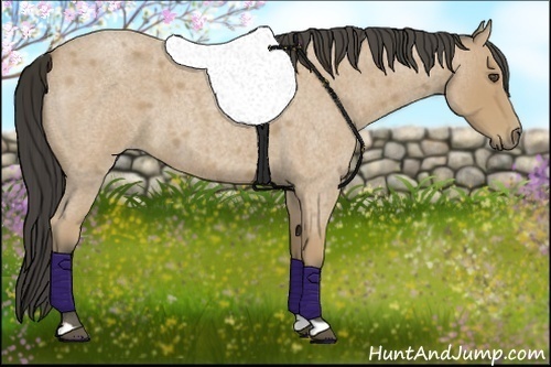 Horse Color:Buckskin Roan 