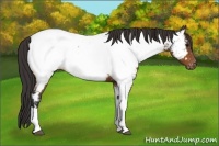Horse Color:Bay Tobiano Near Fewspot 