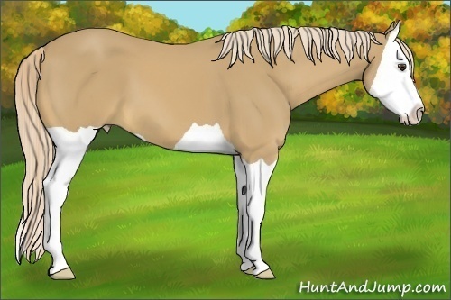 Horse Color:Palomino Splash 