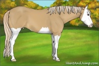 Horse Color:Palomino Splash 
