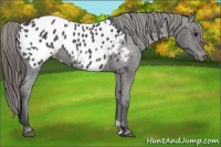Horse Color:Smoky Black Appaloosa 