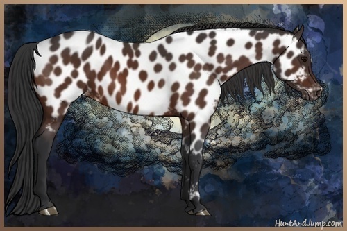 Horse Color:Brown Near Leopard