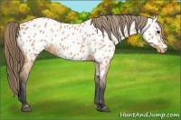 Horse Color:Buckskin Appaloosa