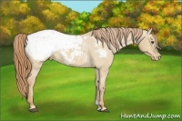 Horse Color:Red Dun Roan Appaloosa 