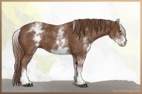 Horse Color:White Spotted Chestnut Sabino