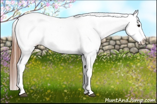 Horse Color:Black Appaloosa Rabicano 