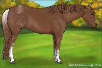 Horse Color:White Spotted Chestnut Sabino