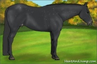 Horse Color:Black Appaloosa