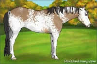 Horse Color:White Spotted Bay Dun