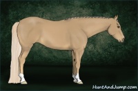 Horse Color:Palomino 