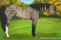 Horse Color:Brown Rabicano  and Brown Dun Rabicano 