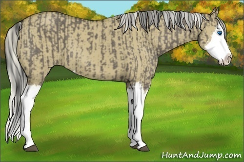 Horse Color:Smoky Grullo Sabino Splash  and Silver Smoky Grullo Sabino Splash 